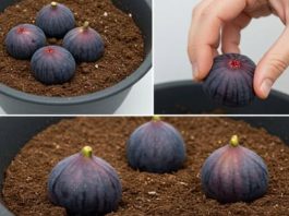 Zakopajte 4 smokve u vazu punu zemlje, ne možete ni zamisliti šta će se desiti ubrzo nakon toga Zakopajte 4 smokve u vazu punu zemlje, ne možete ni zamisliti šta će se desiti ubrzo nakon toga - featured image