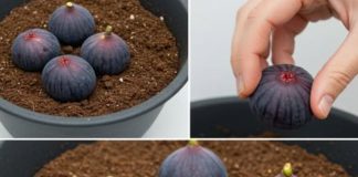 Zakopajte 4 smokve u vazu punu zemlje, ne možete ni zamisliti šta će se desiti ubrzo nakon toga Zakopajte 4 smokve u vazu punu zemlje, ne možete ni zamisliti šta će se desiti ubrzo nakon toga - featured image