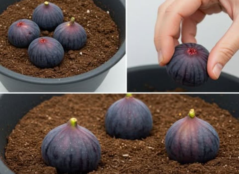 Zakopajte 4 smokve u vazu punu zemlje, ne možete ni zamisliti šta će se desiti ubrzo nakon toga - featured image Zakopajte 4 smokve u vazu punu zemlje, ne možete ni zamisliti šta će se desiti ubrzo nakon toga - featured image