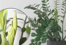 Trebaju vam samo 3 supene kašike i vaš zamiokulkas će izniknuti PUNO novih listova!