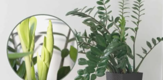 Trebaju vam samo 3 supene kašike i vaš zamiokulkas će izniknuti PUNO novih listova!