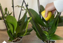 URADITE OVO 0RHIDEJAMA I N0VE GRANE I LISTOVI ĆE KRENUTI: Stalno će cvjetati, a 0rhideja će biti zdrava i prelijepa