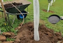 Koliko hranjiva je stvarno potrebno voćkama u jesen? OVO hranjivo je obavezno! Koliko hranjiva je stvarno potrebno voćkama u jesen? OVO hranjivo je obavezno! - featured image