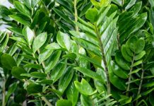 Zamija buja od jednog sastojka iz kuhinje i privlači novac: Ako se širi kao korov, vašoj sreći nema kraja Zamija buja od jednog sastojka iz kuhinje i privlači novac: Ako se širi kao korov, vašoj sreći nema kraja - featured image