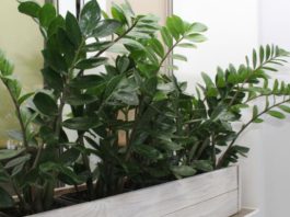 Zamija ne voli mnogo vode, a jedan napitak obožava: Počastite je, a ona će kuću napuniti srećom i parama Zamija ne voli mnogo vode, a jedan napitak obožava: Počastite je, a ona će kuću napuniti srećom i parama - featured image