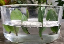 Kako da razmnožite zamiju iz 8 listova? Biljka koja privlači novac pušta koren u vodi i buja iz saksije Kako da razmnožite zamiju iz 8 listova? Biljka koja privlači novac pušta koren u vodi i buja iz saksije - featured image