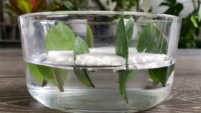 Kako da razmnožite zamiju iz 8 listova? Biljka koja privlači novac pušta koren u vodi i buja iz saksije - featured image Kako da razmnožite zamiju iz 8 listova? Biljka koja privlači novac pušta koren u vodi i buja iz saksije - featured image