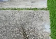 Ujutru sam u dvorištu primetila nešto i pomislila da je samo igračka, ali se stvarnost pokazala mnogo strašnijom. Ujutru sam u dvorištu primetila nešto i pomislila da je samo igračka, ali se stvarnost pokazala mnogo strašnijom. - featured image