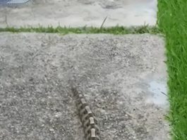 Ujutru sam u dvorištu primetila nešto i pomislila da je samo igračka, ali se stvarnost pokazala mnogo strašnijom. Ujutru sam u dvorištu primetila nešto i pomislila da je samo igračka, ali se stvarnost pokazala mnogo strašnijom. - featured image