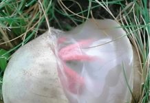 Neobičan nalaz u dvorištu koji je izgledao čudno i širio neprijatan miris — ostavio je snažan utisak na mene. Neobičan nalaz u dvorištu koji je izgledao čudno i širio neprijatan miris — ostavio je snažan utisak na mene. - featured image