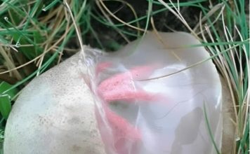 Neobičan nalaz u dvorištu koji je izgledao čudno i širio neprijatan miris — ostavio je snažan utisak na mene. Neobičan nalaz u dvorištu koji je izgledao čudno i širio neprijatan miris — ostavio je snažan utisak na mene. - featured image