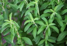 Ubija želju za cigaretama i skida kilograme: Ova moćna biljka može da se gaji u kući ili stanu, evo kako se koristi Ubija želju za cigaretama i skida kilograme: Ova moćna biljka može da se gaji u kući ili stanu, evo kako se koristi - featured image