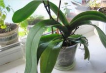 ORHIDEJE VAM NE CVJETAJU? Stavite samo 1 namirnicu u korijen i bujaće tokom cijele godine ORHIDEJE VAM NE CVJETAJU? Stavite samo 1 namirnicu u korijen i bujaće tokom cijele godine - featured image