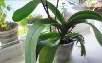 ORHIDEJE VAM NE CVJETAJU? Stavite samo 1 namirnicu u korijen i bujaće tokom cijele godine ORHIDEJE VAM NE CVJETAJU? Stavite samo 1 namirnicu u korijen i bujaće tokom cijele godine - featured image