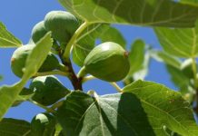 Dijabetičari počeli da ga piju svaki dan: Čaj koji reguliše nivo šećera, telesnu težinu i još 10 bolesti! (RECEPT) Dijabetičari počeli da ga piju svaki dan: Čaj koji reguliše nivo šećera, telesnu težinu i još 10 bolesti! (RECEPT) - featured image