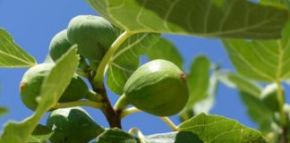 Dijabetičari počeli da ga piju svaki dan: Čaj koji reguliše nivo šećera, telesnu težinu i još 10 bolesti! (RECEPT) Dijabetičari počeli da ga piju svaki dan: Čaj koji reguliše nivo šećera, telesnu težinu i još 10 bolesti! (RECEPT) - featured image