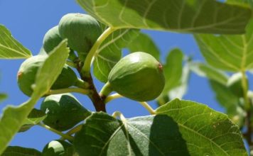 Dijabetičari počeli da ga piju svaki dan: Čaj koji reguliše nivo šećera, telesnu težinu i još 10 bolesti! (RECEPT) Dijabetičari počeli da ga piju svaki dan: Čaj koji reguliše nivo šećera, telesnu težinu i još 10 bolesti! (RECEPT) - featured image
