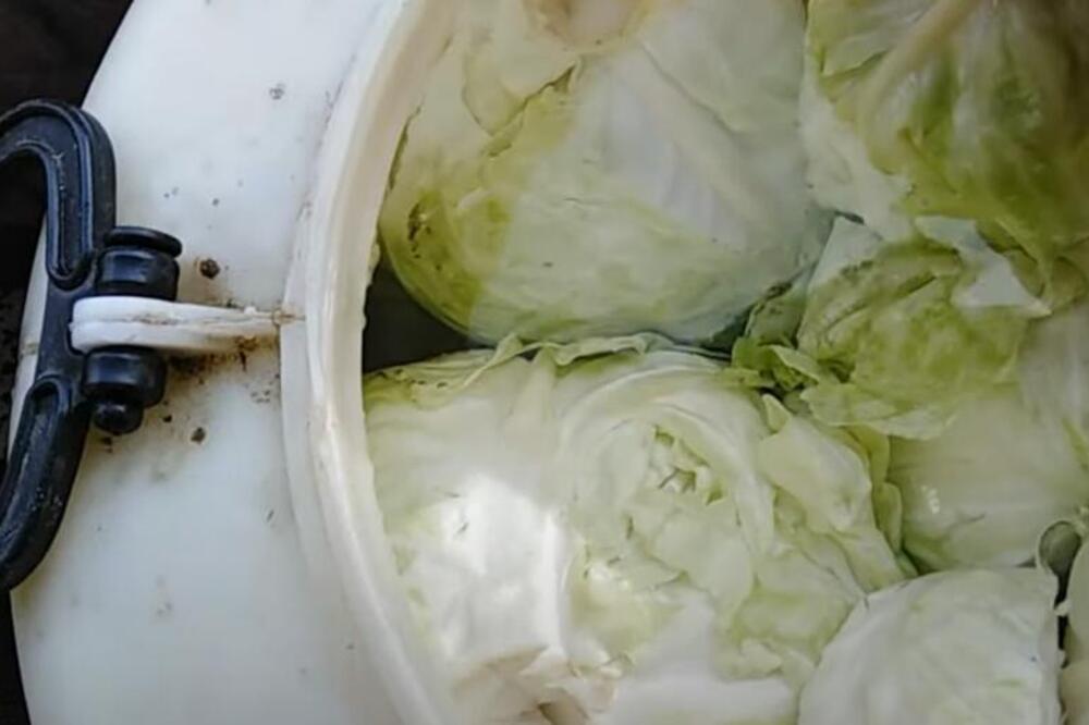 Bugarke samo ovako kisele kupus i NIKAKO DRUGAČIJE! Dodaju ovo zrno u bure i nikad se ne kvari - featured image Bugarke samo ovako kisele kupus i NIKAKO DRUGAČIJE! Dodaju ovo zrno u bure i nikad se ne kvari - featured image