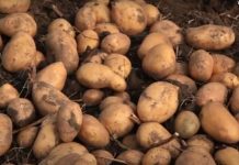 ŽENA KUPILA DŽAK KROMPIRA, PA SE RAZBESNELA KAD GA JE NAČELA! “Pa, mi smo čudo!” – komentari na mrežama pljušte! ŽENA KUPILA DŽAK KROMPIRA, PA SE RAZBESNELA KAD GA JE NAČELA! “Pa, mi smo čudo!” – komentari na mrežama pljušte! - featured image