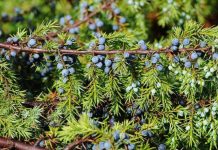 NAJJAČI PRIRODNI LIJEK ZA ŠEĆERNU BOLEST: Obavezno zabilježite recept jer je njegova priprema jako jednostavna ! NAJJAČI PRIRODNI LIJEK ZA ŠEĆERNU BOLEST: Obavezno zabilježite recept jer je njegova priprema jako jednostavna ! - featured image