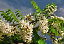 OVO DRVO DONOSI NESREĆU: KO MU POLOMI GRANU UMIRE ZA MANJE OD GODINU DANA.. OVO DRVO DONOSI NESREĆU: KO MU POLOMI GRANU UMIRE ZA MANJE OD GODINU DANA.. - featured image