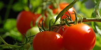 SVI SU POLUDJELI ZA PARADAJZ DIJETOM: Za SEDAM DANA se gubi 1O KILOGRAMA, a tek da čujete KOLIKO MRŠAVITE ZA TRI DANA SVI SU POLUDJELI ZA PARADAJZ DIJETOM: Za SEDAM DANA se gubi 1O KILOGRAMA, a tek da čujete KOLIKO MRŠAVITE ZA TRI DANA - featured image