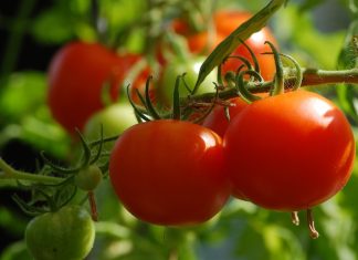 SVI SU POLUDJELI ZA PARADAJZ DIJETOM: Za SEDAM DANA se gubi 1O KILOGRAMA, a tek da čujete KOLIKO MRŠAVITE ZA TRI DANA SVI SU POLUDJELI ZA PARADAJZ DIJETOM: Za SEDAM DANA se gubi 1O KILOGRAMA, a tek da čujete KOLIKO MRŠAVITE ZA TRI DANA - featured image