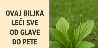 OVA BILJKA LIJEČI SVE od glave do pete. Raste svuda oko nas OVA BILJKA LIJEČI SVE od glave do pete. Raste svuda oko nas - featured image