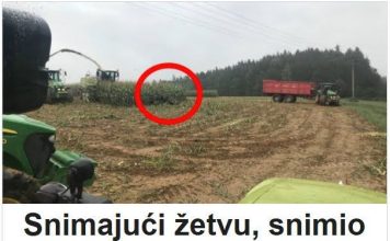 Snimajući žetvu, snimio je nešto što niko nije očekivao! Nećete vjerovati šta je izašlo iz kukuruza. Snimajući žetvu, snimio je nešto što niko nije očekivao! Nećete vjerovati šta je izašlo iz kukuruza. - featured image