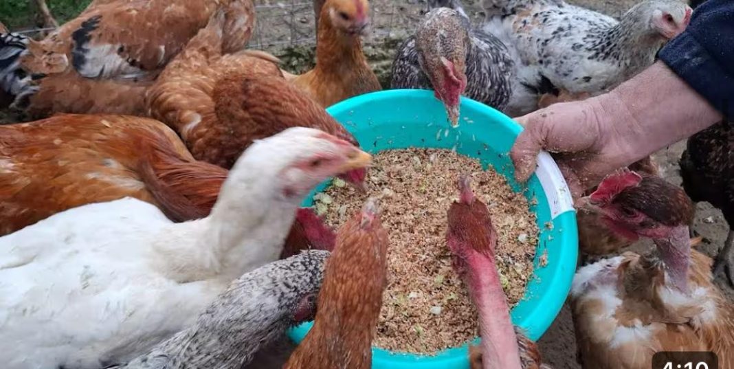 Napravite ovaj topli recept i vaše će kokoši nositi jaja BEZ prestanka cijelu zimu - featured image