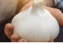 🧄 Bijeli luk ubija 14 vrsta bakterija: Prirodni “antibiotik” o kojem biste trebali znati 🧄 Bijeli luk ubija 14 vrsta bakterija: Prirodni “antibiotik” o kojem biste trebali znati - featured image