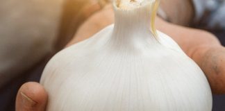 🧄 Bijeli luk ubija 14 vrsta bakterija: Prirodni “antibiotik” o kojem biste trebali znati 🧄 Bijeli luk ubija 14 vrsta bakterija: Prirodni “antibiotik” o kojem biste trebali znati - featured image