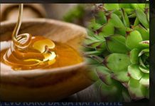 MED OD ČUVARKUĆE LIJEČI CIJELO TIJELO, EVO KAKO DA GA NAPRAVITE MED OD ČUVARKUĆE LIJEČI CIJELO TIJELO, EVO KAKO DA GA NAPRAVITE - featured image