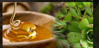 MED OD ČUVARKUĆE LIJEČI CIJELO TIJELO, EVO KAKO DA GA NAPRAVITE MED OD ČUVARKUĆE LIJEČI CIJELO TIJELO, EVO KAKO DA GA NAPRAVITE - featured image