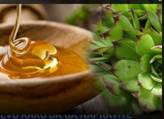 MED OD ČUVARKUĆE LIJEČI CIJELO TIJELO, EVO KAKO DA GA NAPRAVITE MED OD ČUVARKUĆE LIJEČI CIJELO TIJELO, EVO KAKO DA GA NAPRAVITE - featured image