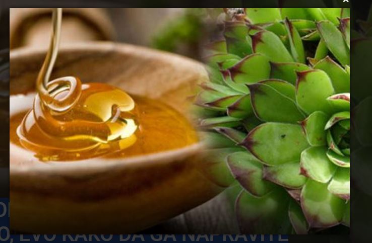 MED OD ČUVARKUĆE LIJEČI CIJELO TIJELO, EVO KAKO DA GA NAPRAVITE - featured image MED OD ČUVARKUĆE LIJEČI CIJELO TIJELO, EVO KAKO DA GA NAPRAVITE - featured image