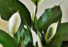 Ova biljka kupi svu vlagu i buđ iz kuće, ali teško podnosi grejnu sezonu: Samo dve stvari čuvaju spatifilum Ova biljka kupi svu vlagu i buđ iz kuće, ali teško podnosi grejnu sezonu: Samo dve stvari čuvaju spatifilum - featured image