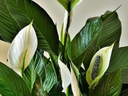 Ova biljka kupi svu vlagu i buđ iz kuće, ali teško podnosi grejnu sezonu: Samo dve stvari čuvaju spatifilum Ova biljka kupi svu vlagu i buđ iz kuće, ali teško podnosi grejnu sezonu: Samo dve stvari čuvaju spatifilum - featured image