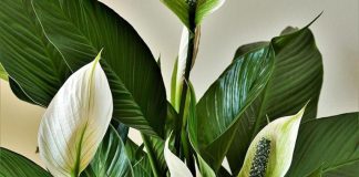 Ova biljka kupi svu vlagu i buđ iz kuće, ali teško podnosi grejnu sezonu: Samo dve stvari čuvaju spatifilum Ova biljka kupi svu vlagu i buđ iz kuće, ali teško podnosi grejnu sezonu: Samo dve stvari čuvaju spatifilum - featured image