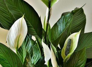 Ova biljka kupi svu vlagu i buđ iz kuće, ali teško podnosi grejnu sezonu: Samo dve stvari čuvaju spatifilum Ova biljka kupi svu vlagu i buđ iz kuće, ali teško podnosi grejnu sezonu: Samo dve stvari čuvaju spatifilum - featured image