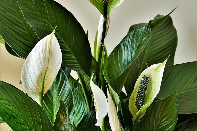 Ova biljka kupi svu vlagu i buđ iz kuće, ali teško podnosi grejnu sezonu: Samo dve stvari čuvaju spatifilum - featured image Ova biljka kupi svu vlagu i buđ iz kuće, ali teško podnosi grejnu sezonu: Samo dve stvari čuvaju spatifilum - featured image