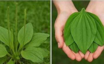 OVA BILJKA LIJEČI SVE od glave do pete. Raste svuda oko nas! OVA BILJKA LIJEČI SVE od glave do pete. Raste svuda oko nas! - featured image