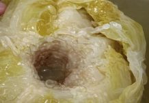 DOKTORI UPOZORILI: Ne jedite kiseli kupus ako bolujete od ovih bolesti DOKTORI UPOZORILI: Ne jedite kiseli kupus ako bolujete od ovih bolesti - featured image