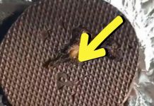 Kupila je u samposluzi slatkiš koji vole mnogi u Srbiji, ali joj je preseo: Kad ga je otvorila ŠOK!!! Kupila je u samposluzi slatkiš koji vole mnogi u Srbiji, ali joj je preseo: Kad ga je otvorila ŠOK!!! - featured image