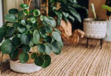 Biljku amajliju treba da ima svaka kuća: Traži malo vode i senku, donosi sreću i novac, a tera sve loše Biljku amajliju treba da ima svaka kuća: Traži malo vode i senku, donosi sreću i novac, a tera sve loše - featured image