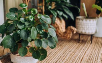 Biljku amajliju treba da ima svaka kuća: Traži malo vode i senku, donosi sreću i novac, a tera sve loše Biljku amajliju treba da ima svaka kuća: Traži malo vode i senku, donosi sreću i novac, a tera sve loše - featured image