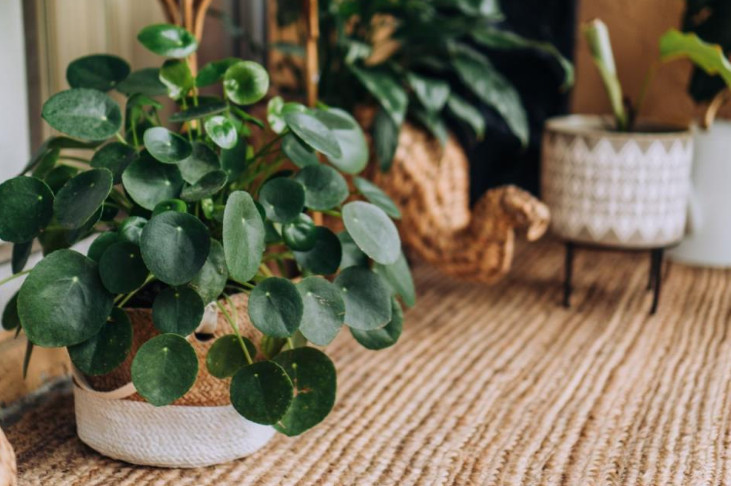 Biljku amajliju treba da ima svaka kuća: Traži malo vode i senku, donosi sreću i novac, a tera sve loše - featured image Biljku amajliju treba da ima svaka kuća: Traži malo vode i senku, donosi sreću i novac, a tera sve loše - featured image