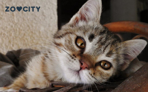 Mačka je pravi lek za čoveka: 7 bolesti koje samo ona može da izleči! - featured image Mačka je pravi lek za čoveka: 7 bolesti koje samo ona može da izleči! - featured image