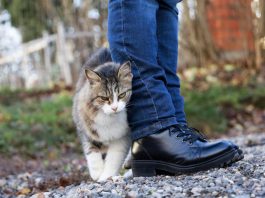 Ako vam se mačka trlja o noge, ovo morate znati: ne radi to bez razloga Ako vam se mačka trlja o noge, ovo morate znati: ne radi to bez razloga - featured image