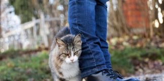 Ako vam se mačka trlja o noge, ovo morate znati: ne radi to bez razloga Ako vam se mačka trlja o noge, ovo morate znati: ne radi to bez razloga - featured image